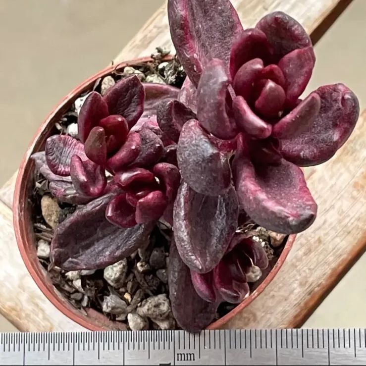 チョコレート錦　抜き苗 多肉植物 ☘️ チョコレート錦 ② 抜き苗 - メルカリ