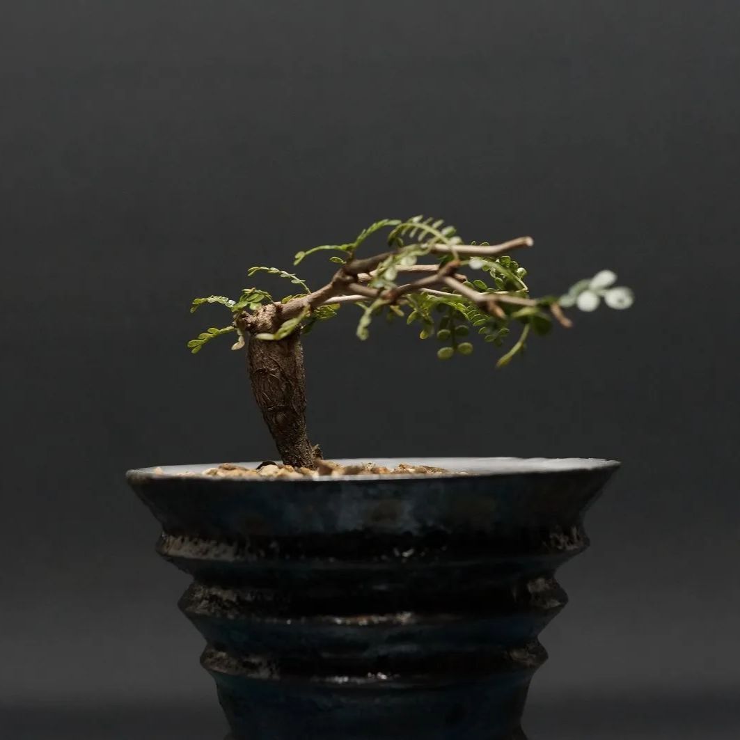 Operculicarya pachypus