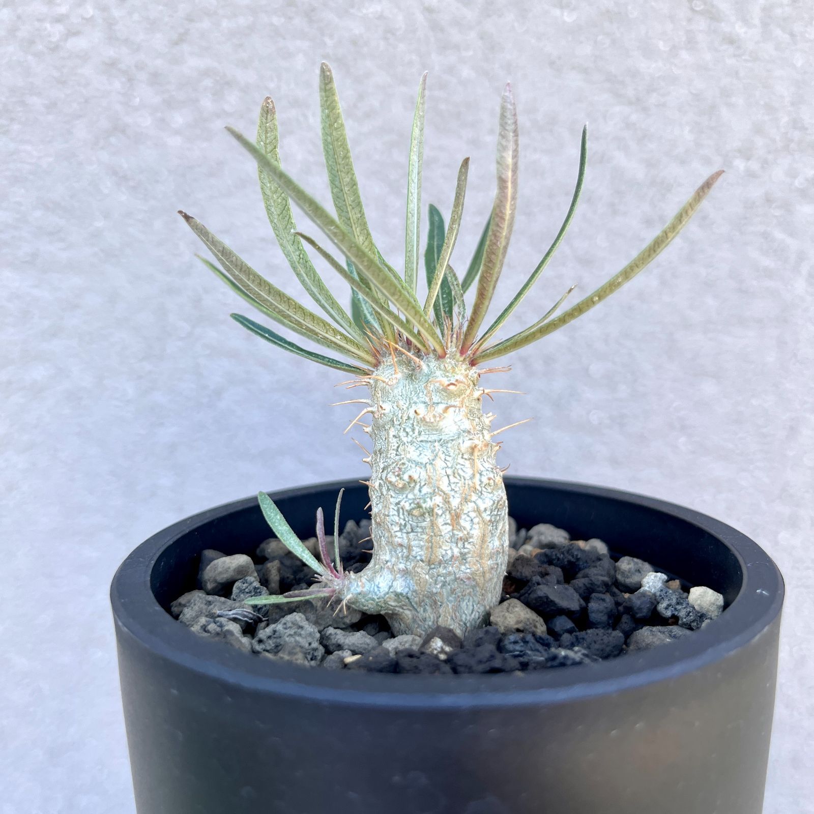 パキポディウム・グラキリス 実生株｜Pachypodium rosulatum var