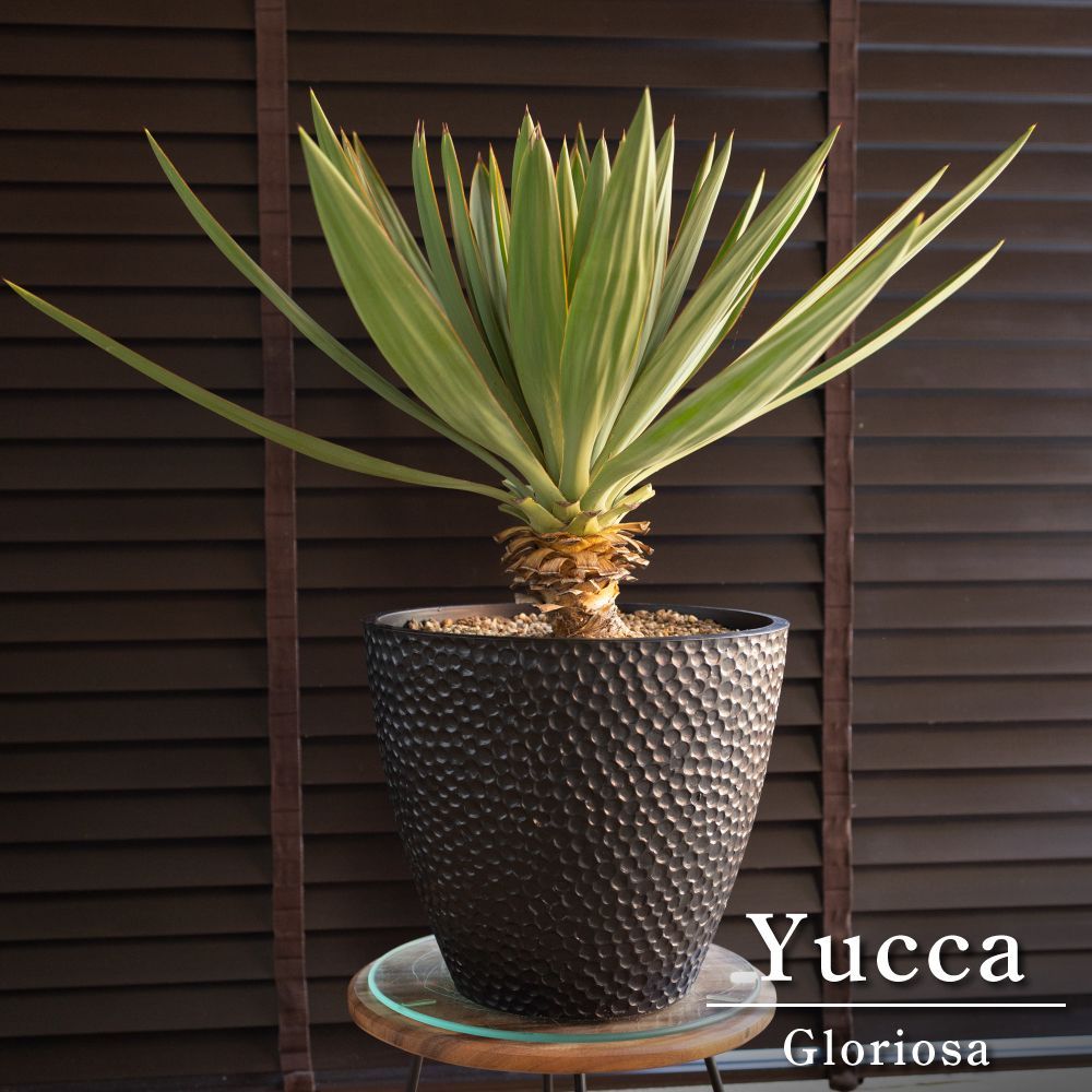 ユッカ グロリオサ Yucca Gloriosa 幹立ち 10号樹脂鉢 ユッカ グロリオサ Yucca Gloriosa 幹立ち 10号樹脂鉢