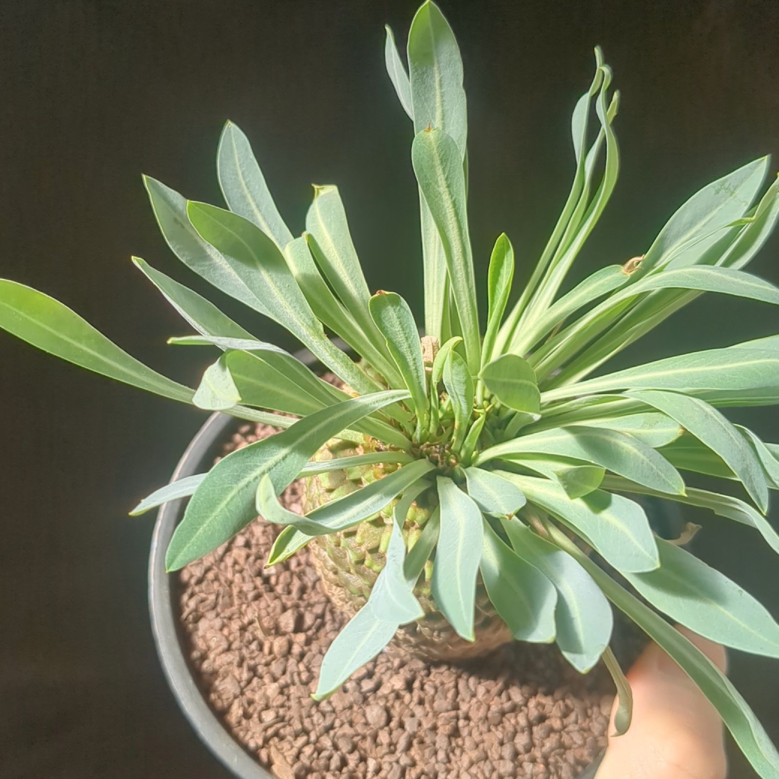 【鉢のまま発送】鉄甲丸 美株 鉢のまま発送】鉄甲丸 美株 鉢のまま発送】鉄甲丸