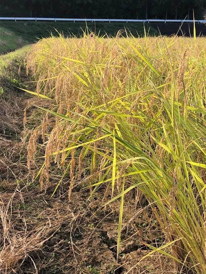 ２月セール】自然栽培「山田錦」精米 １０ｋｇ - メルカリ