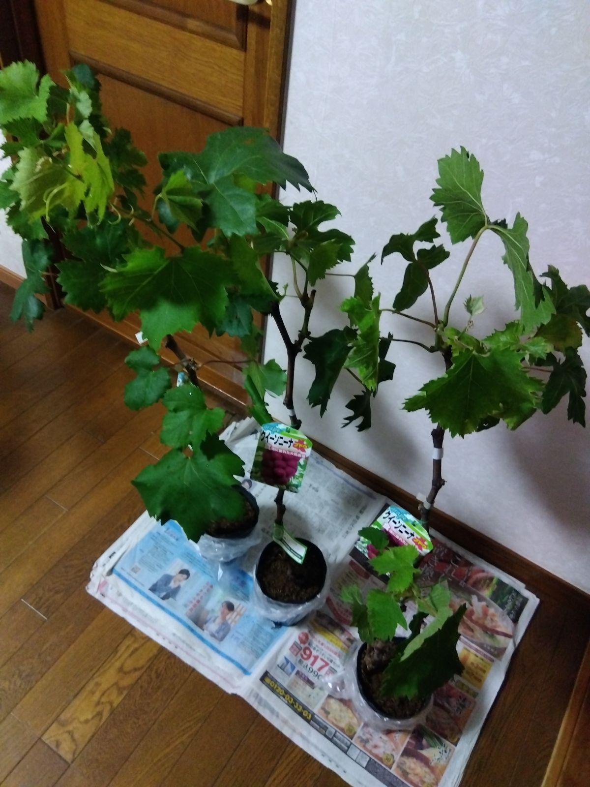 クイーンニーナ苗木 3株