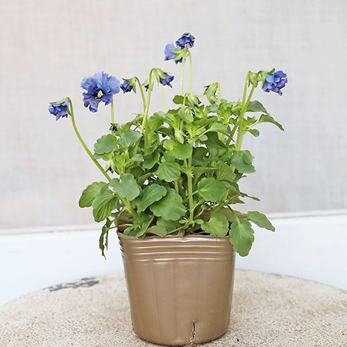 KU様専用ページ】 ビオラ レディ - メルカリ