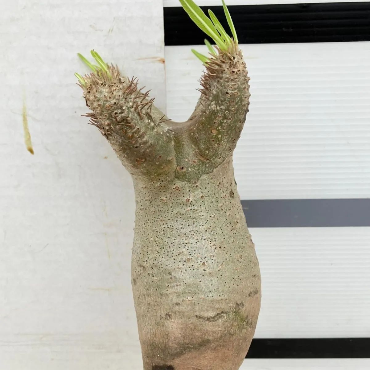 6663 「塊根植物」パキポディウム イノピナツムS 抜き苗【最新到着・inopinatum・根切確認済・マダガスカル】 - メルカリ