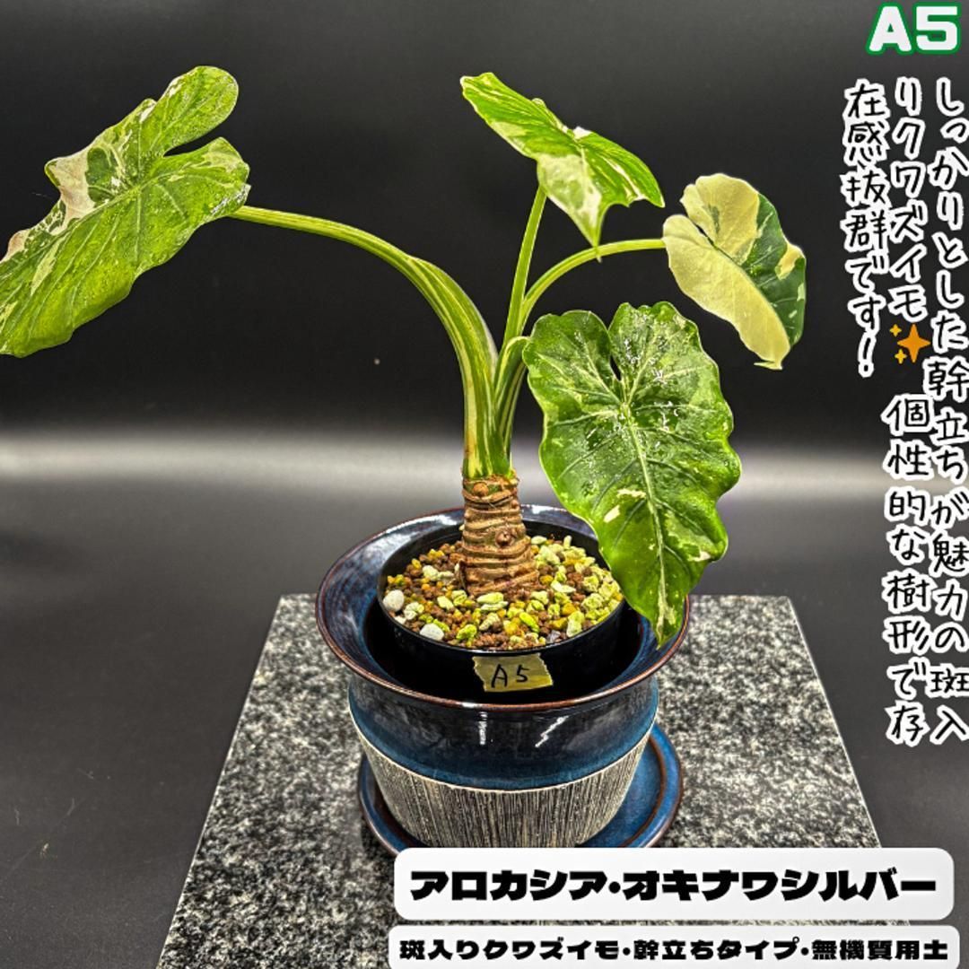 斑入りクワズイモ オキナワシルバー | GREEN LUCK