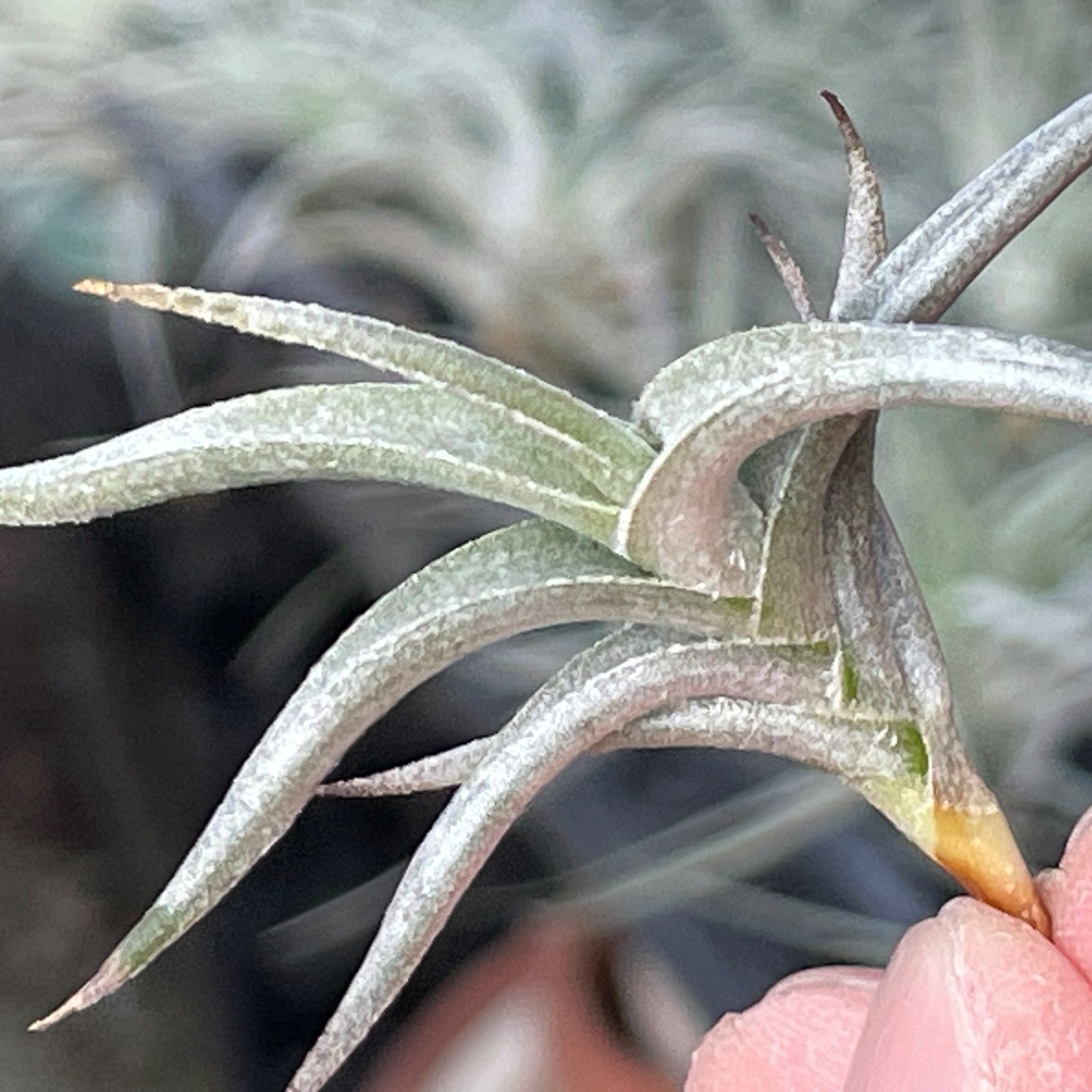 Tillandsia ヒルタ Tillandsia capitata 'Peach' - Bromeliad Paradise