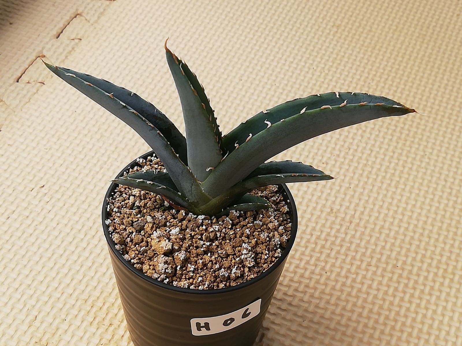 アガベホリダ抜き苗1株(鉢などは付きません)プランツタグつきH06