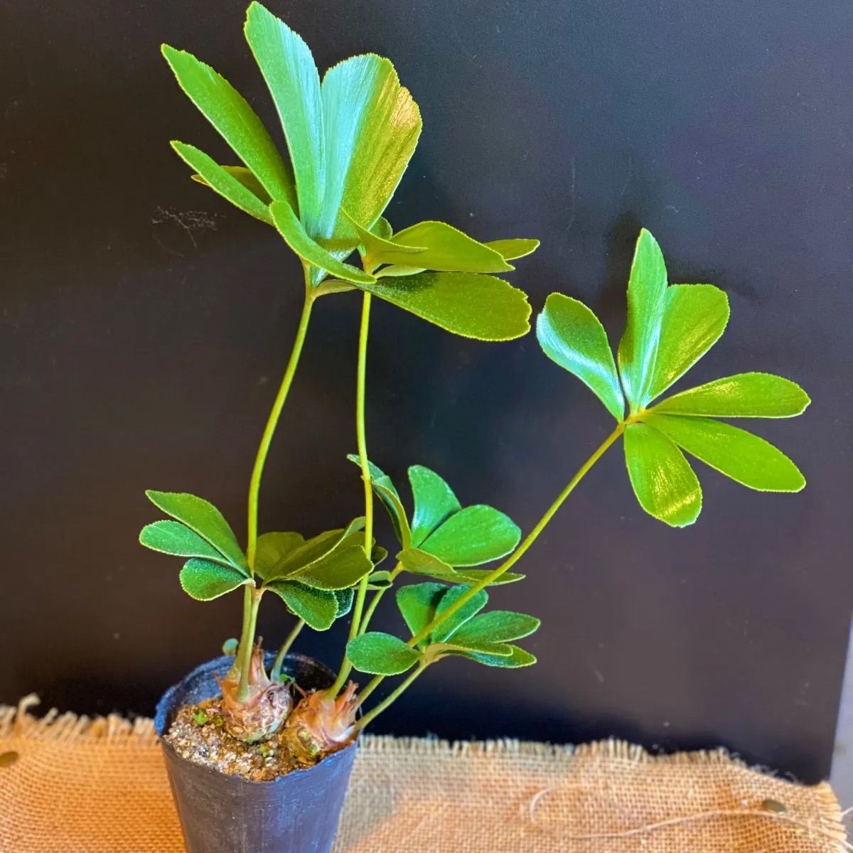 ☆オーダー受付中☆ねずみさんのクリスマス☆ツリー☆ダイカット