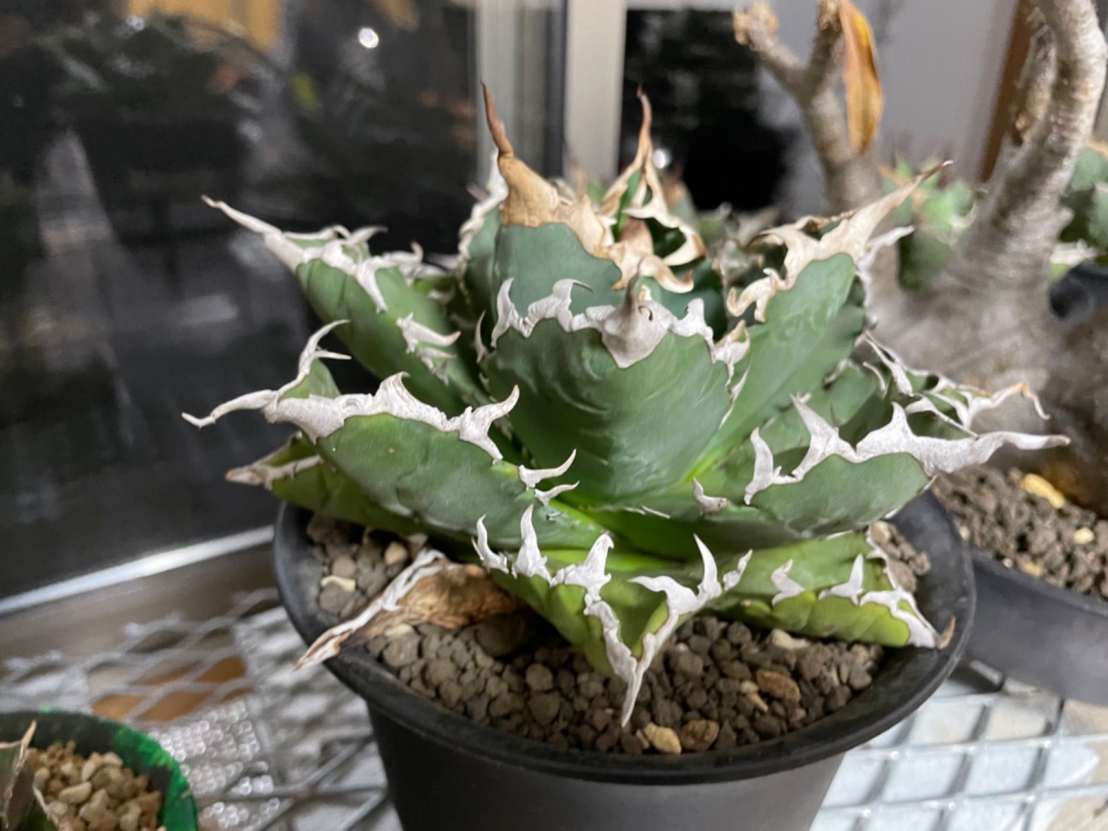 アガベ ソーラーエクリプス 狂刺夕映厳竜 強棘 厳龍 16cm 台湾