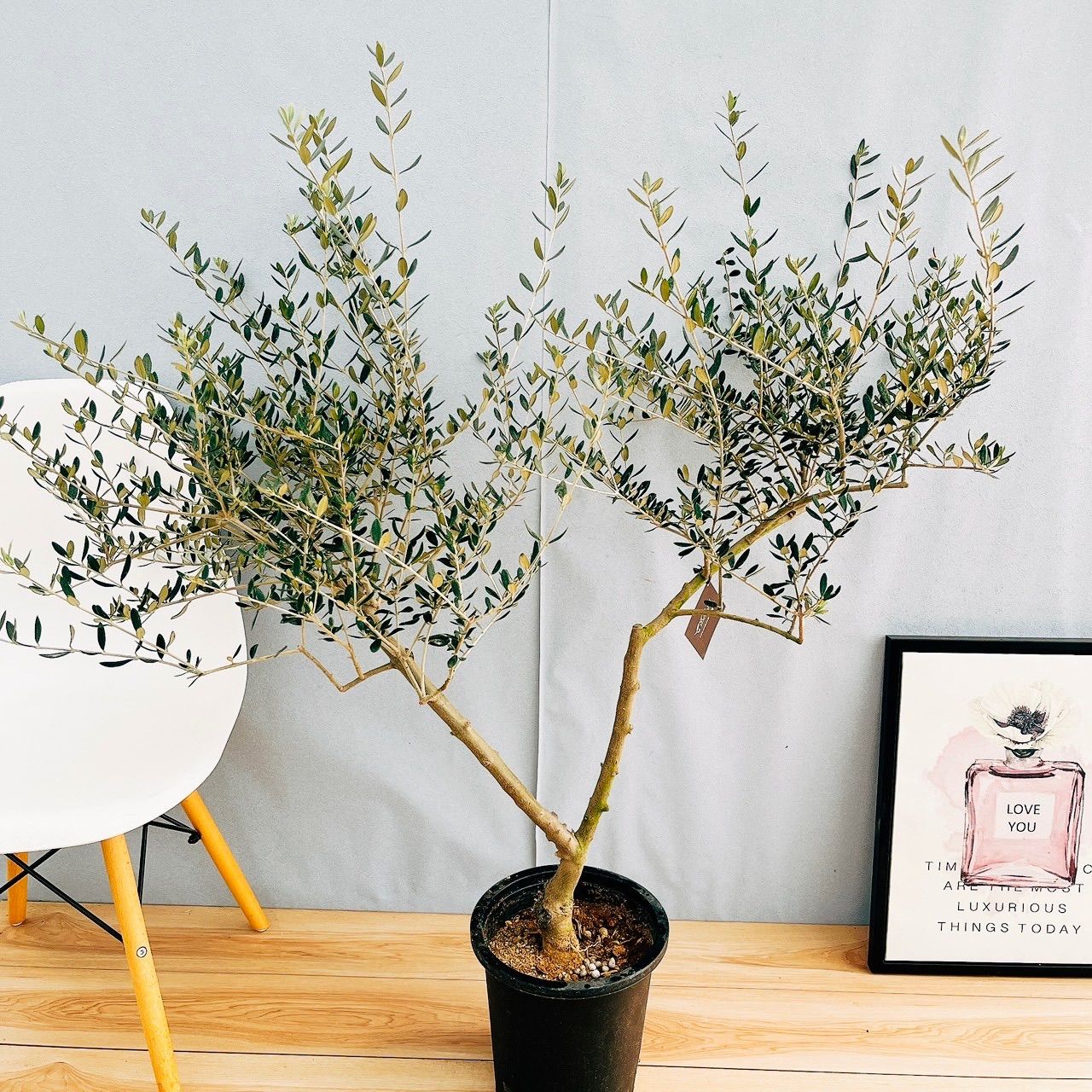 オリーブ マンザニロ オリーブの木 創樹 幹太souju 8号 創樹 オリーブ