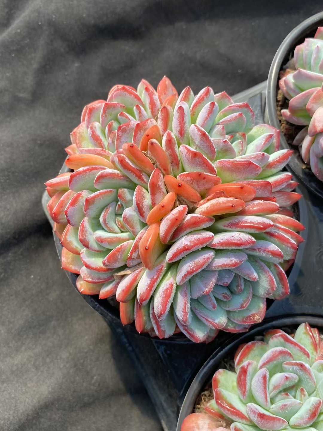 12株の抜き苗セット イチゴミルク群生 多肉植物 佐川急便発送 エケベリア 韓国苗 MY453