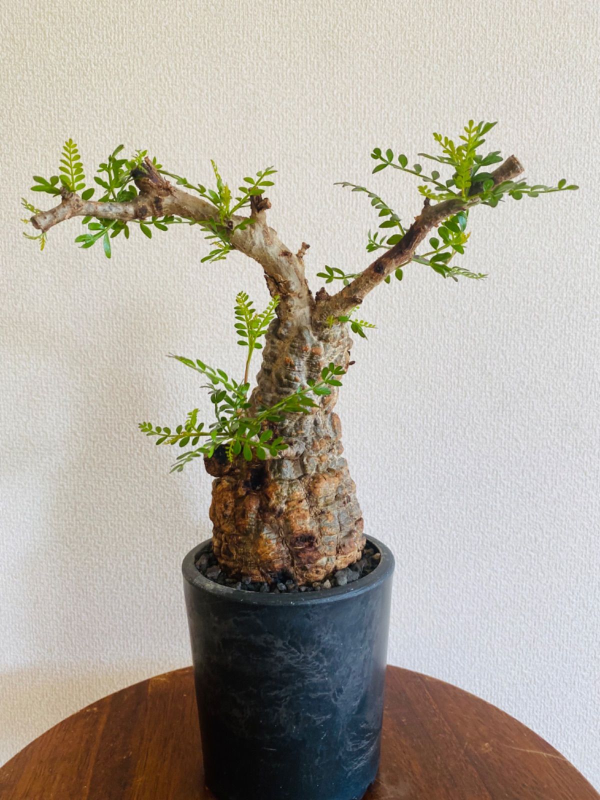 オペルクリカリア・パキプス　現地球　チビプス SERIES4】オペルクリカリア・パキプス現地球の発根管理日記