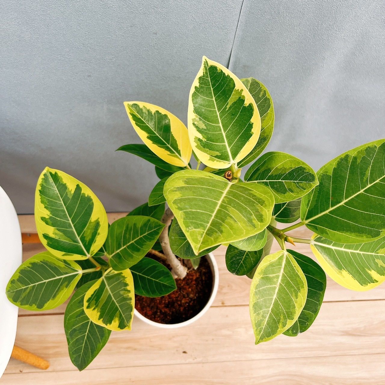 現品］98番 フィカス アルテシマ 曲がり 8号 観葉植物 室内 ゴム