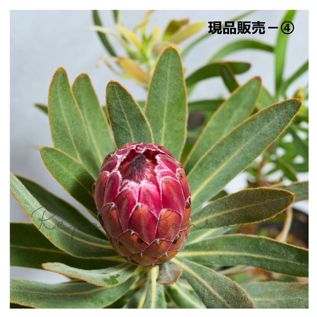 プロテア苗 ネイティブプランツ