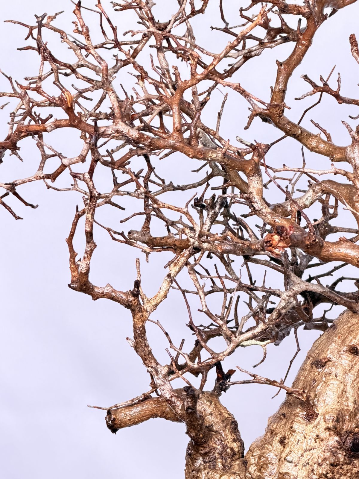 オペルクリカリア