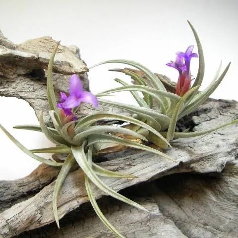 HR＊チランジア ビオラセイフローラ Tillandsia violaceiflora＊エアプランツ＠フラワーショップ江口 - メルカリ