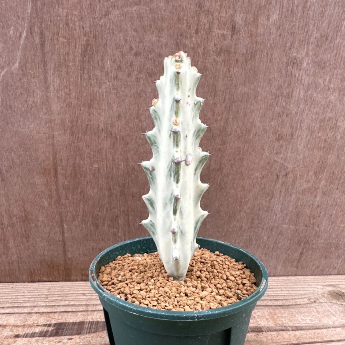 ユーフォルビア ホワイトゴースト Euphorbia lactea white ghost ユーホルビア ラクテア ラクティア ホワイト ゴースト  白い幽霊 斑 斑入 斑入り 現品 観葉植物 観葉 植物 珍奇植物 珍奇 珍しい レア 希少 多肉植物 多肉 - メルカリ