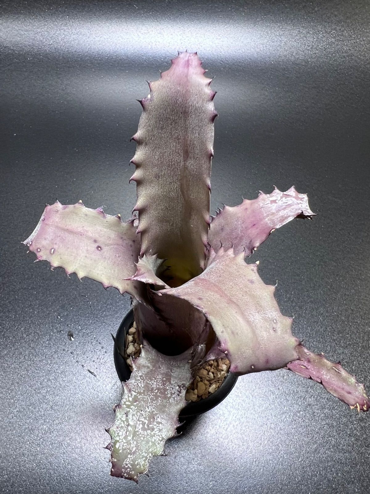 ホヘンベルギア オウチ Hohenbergia Ouchi - メルカリ