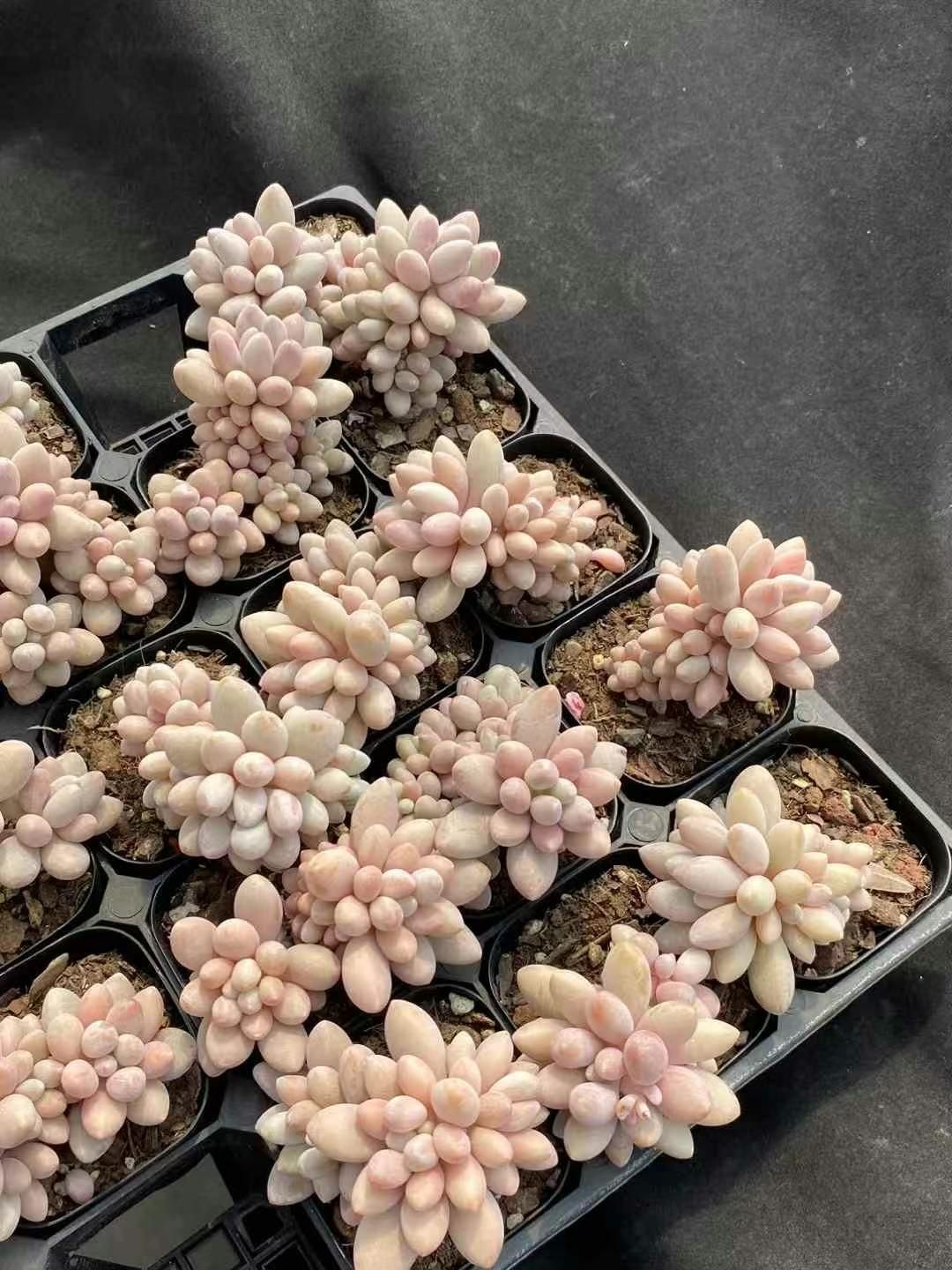 25株の抜き苗セット】ピンクチェーり 多肉植物 配送 佐川急便発送