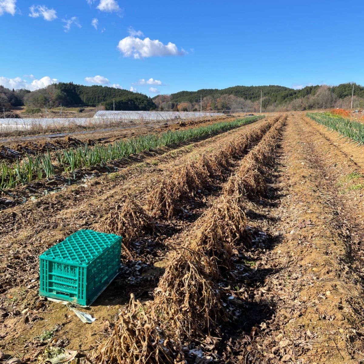 大和高原産 丹波黒 訳あり 700g - メルカリShops