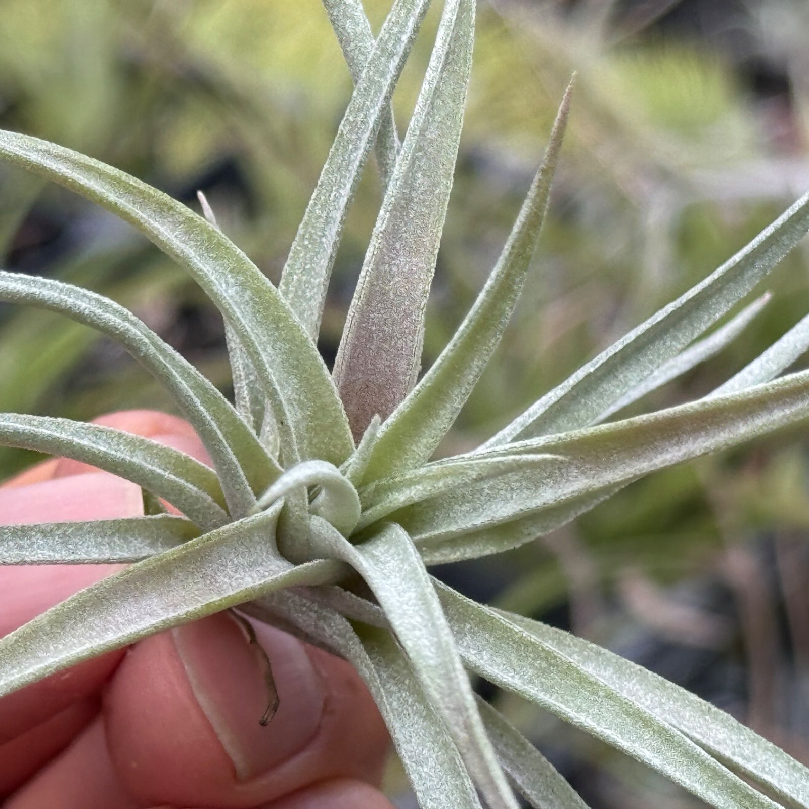 チランジア キセログラフィカ × ブラキカウロス Tillandsia