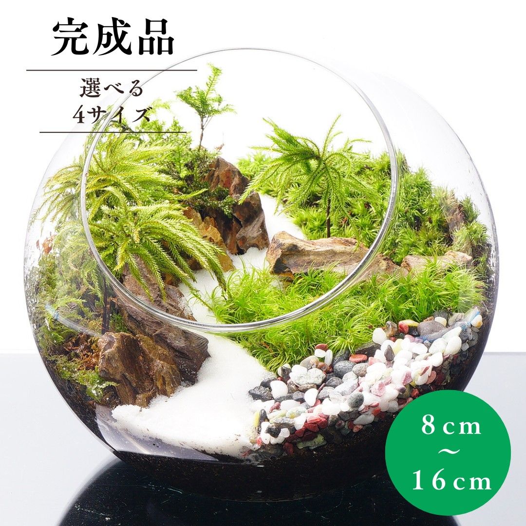 完成品 16cm 4サイズ ボトルテラリウム 苔テラリウム 和風 砂利 観葉植物 苔盆景 テラリウム 気孔石 新生活 入学祝い 会 送別会プレゼント 新築祝い 苔 おしゃれ 贈り物 インテリア グリーン ギフト