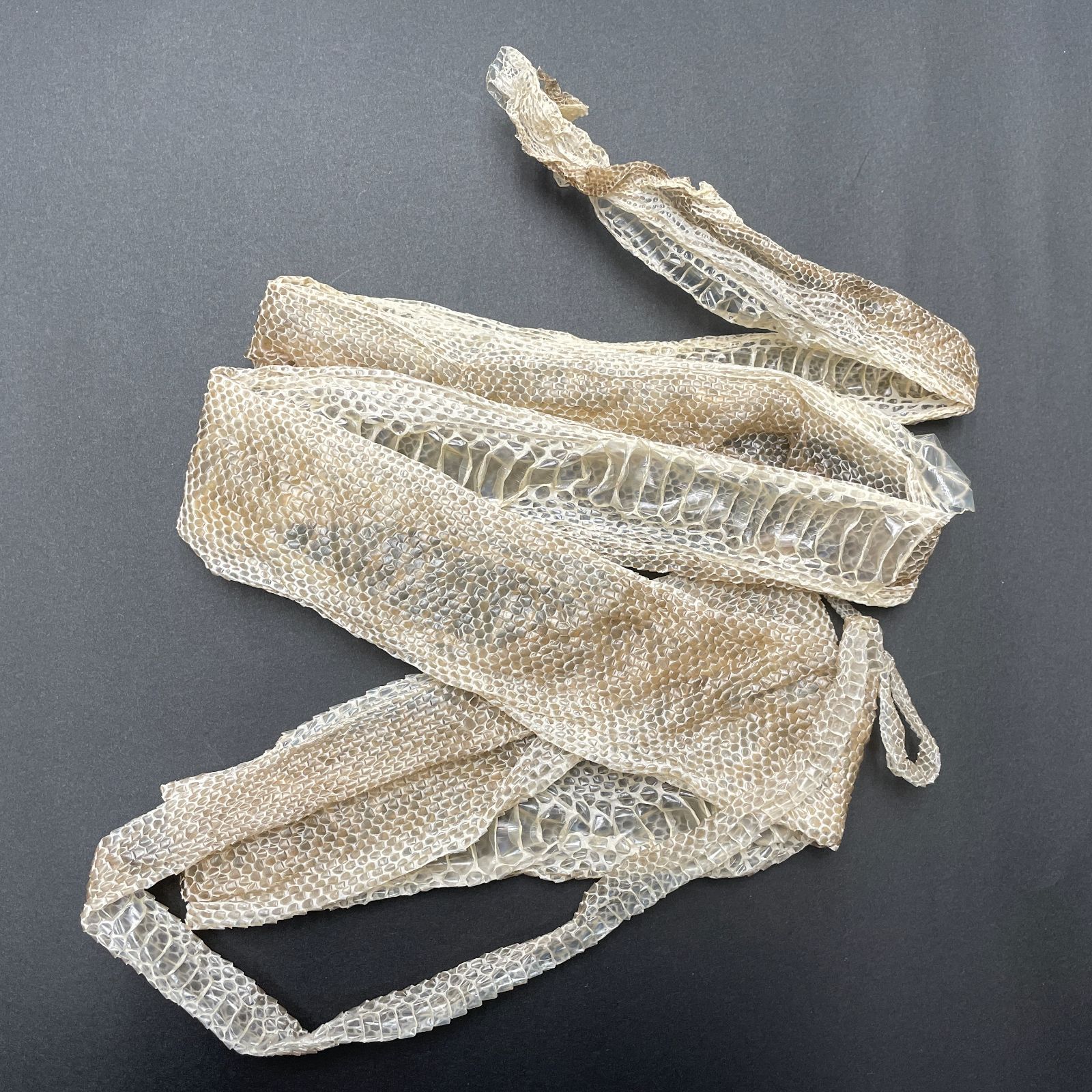 蛇の抜け殻 約176cm 縁起物 金運 開運 ヘビの抜け殻 HC-17