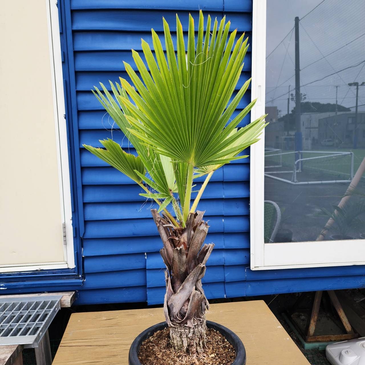 ステファニア スベローサ 柳*様 【極美株/塊根植物】ステファニ