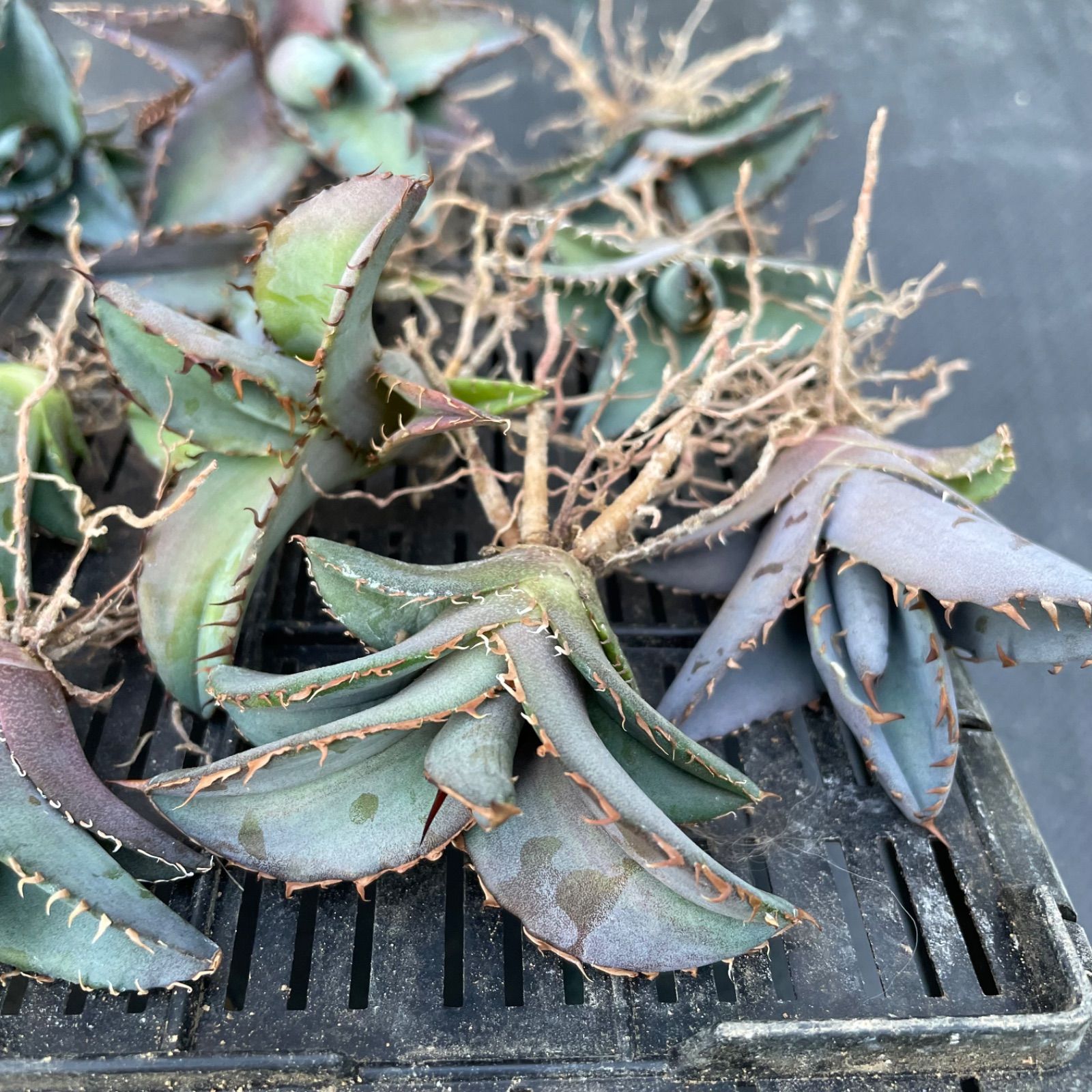 DP023 アガベチタノタブルー実生株20セット Agave Titanota Blue