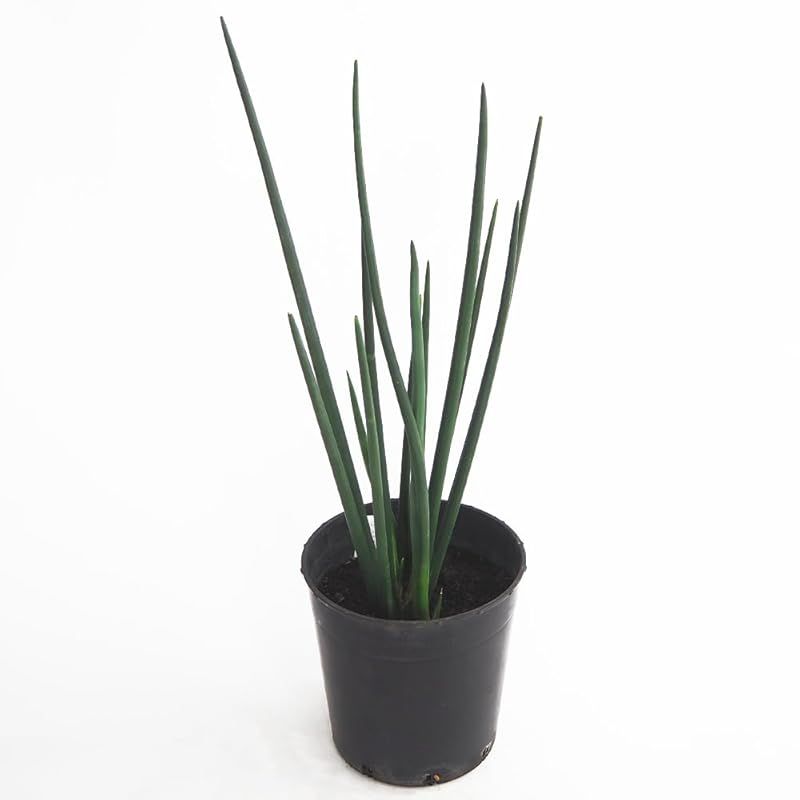 ＩＴＡＮＳＥ サンスベリア エリスラエ 7号 1個売り 観葉植物 学名 Sansevieria erythraeae タイプ リュウケツジュ科 サンスベリア属 サンセベリア インテリア性が高い にも 丈夫で育てやすい 細くスラっと伸びた葉