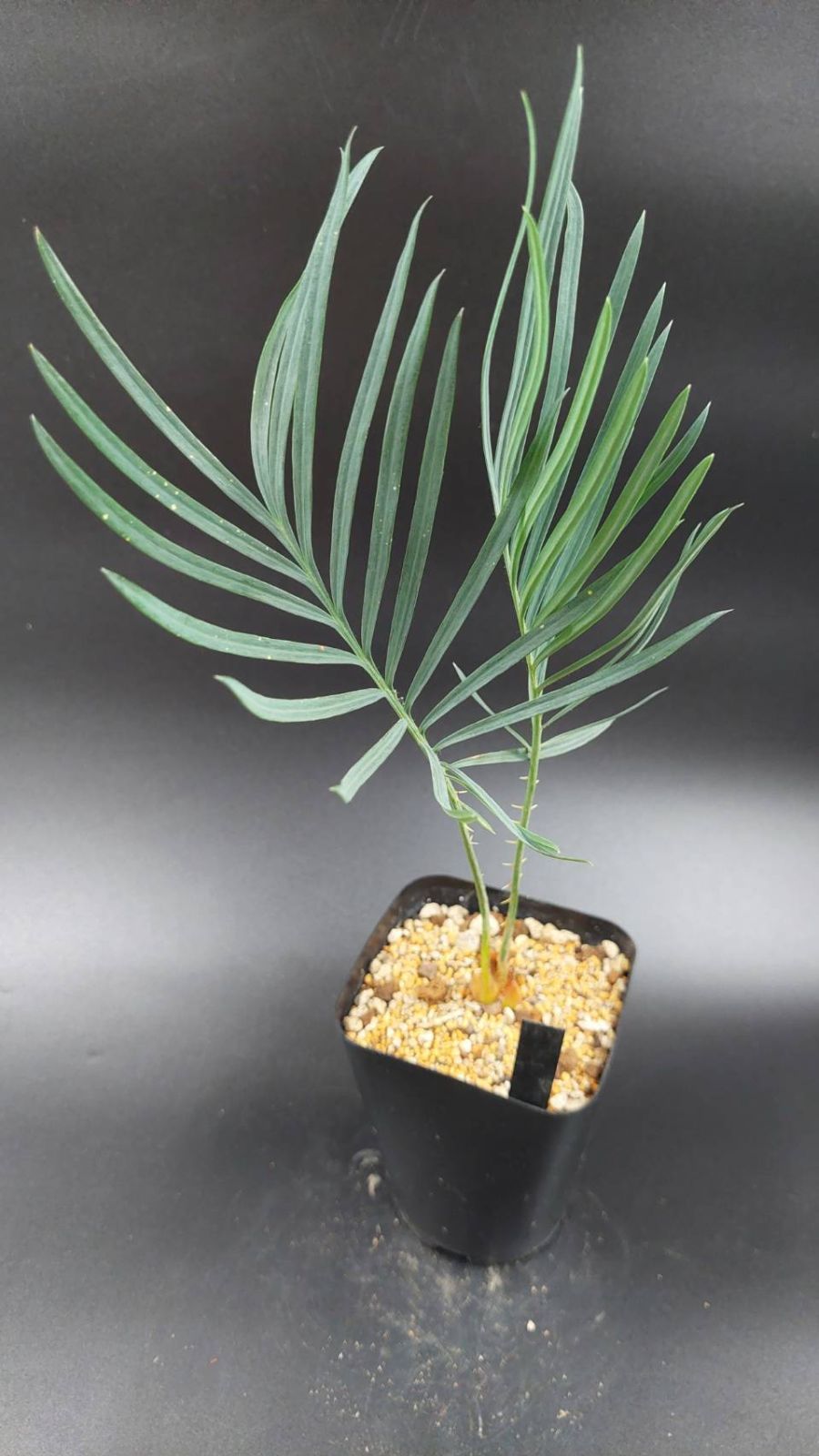 サイカスデソラタ ◇サイカス デソラータ デソラタ 実生苗！◇Cycas desolata 希少ブルー