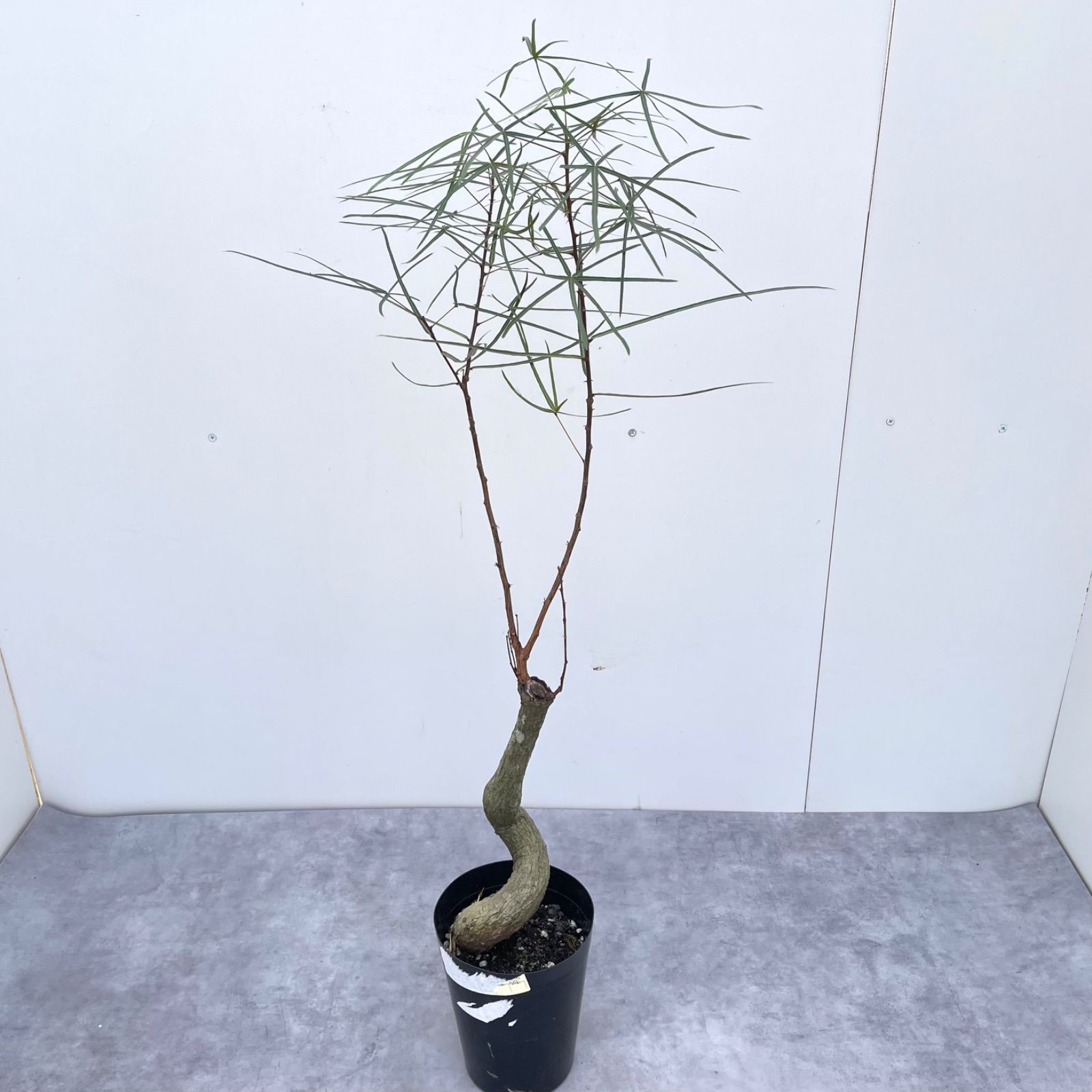 ボトルツリー ブラキキトン 1【現品】観葉植物 オージープランツ 室内 - メルカリ