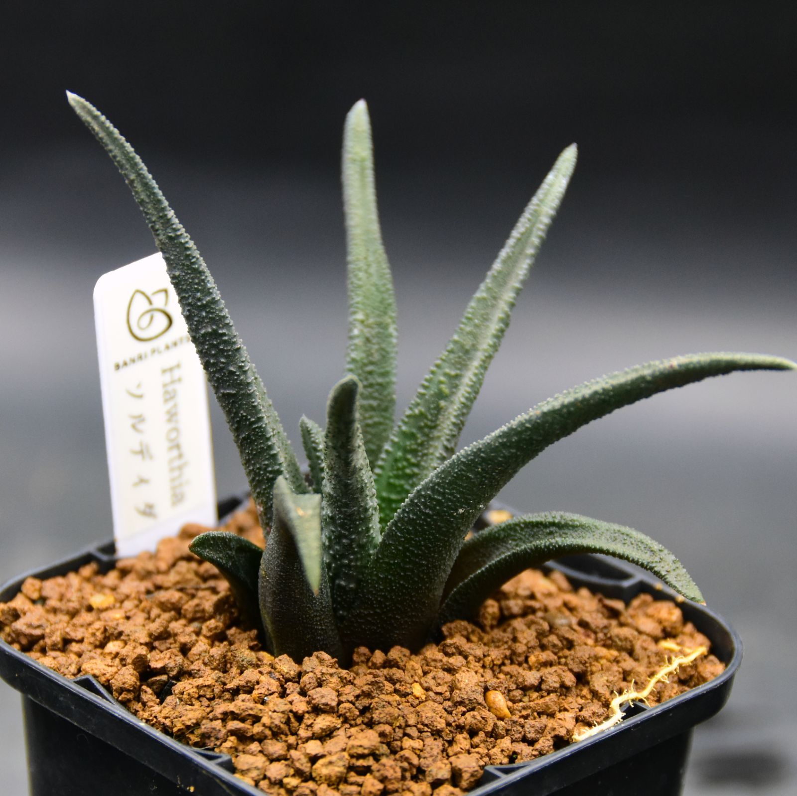 勲章（旧日本軍） 旧日本軍 勲章10個セット 銀製 昭和レトロ 陸軍 海軍