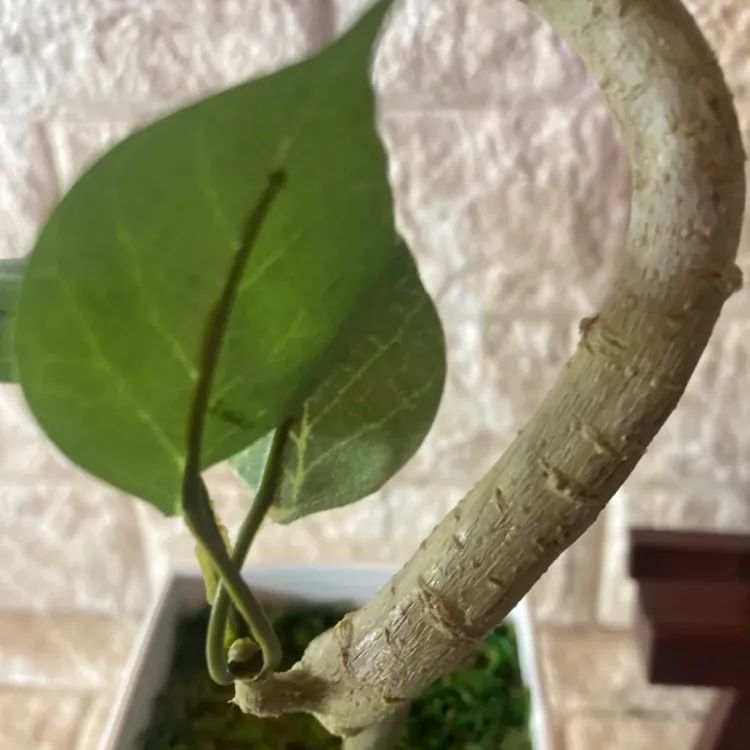 光触媒　人工観葉植物　ウォールグリーン　フェイクグリーン　ガジュマル ボウル@ 光触媒 人工観葉植物 ウォールグリーン フェイクグリーン