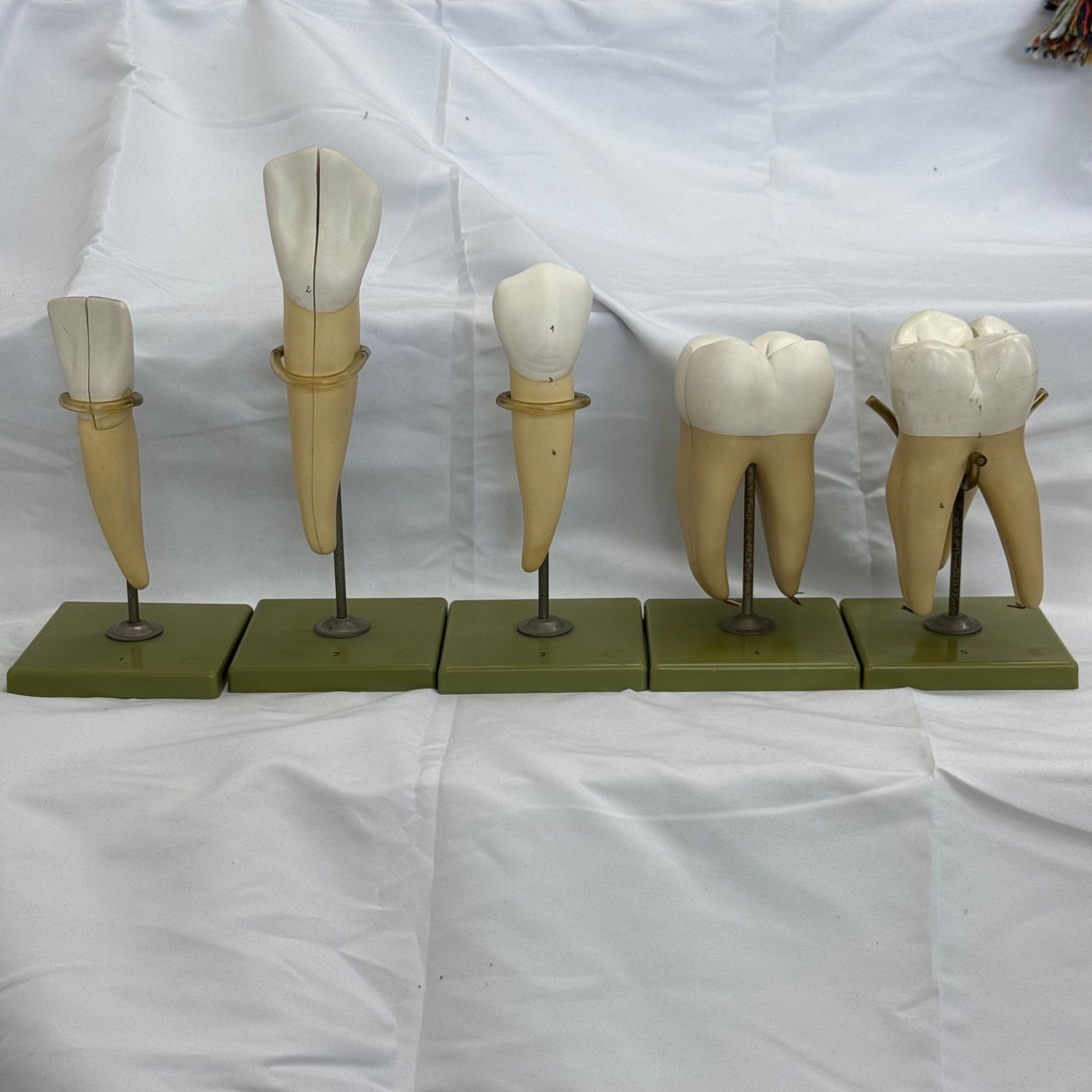 NISSINデンタルモデル D16FE-500HPRO 歯科教育用模型。10** SRP実習用