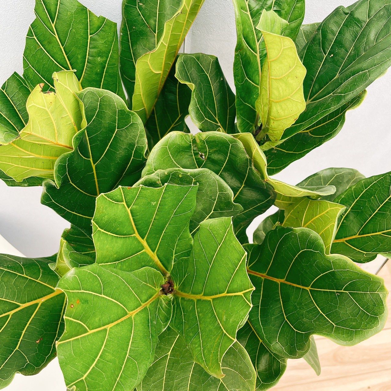 ［現品］5番　カシワバゴムの木　フィカス　リラータ　ストレート　8号　大型　室内 現品］5番 カシワバゴムの木 フィカス リラータ ストレート 8号