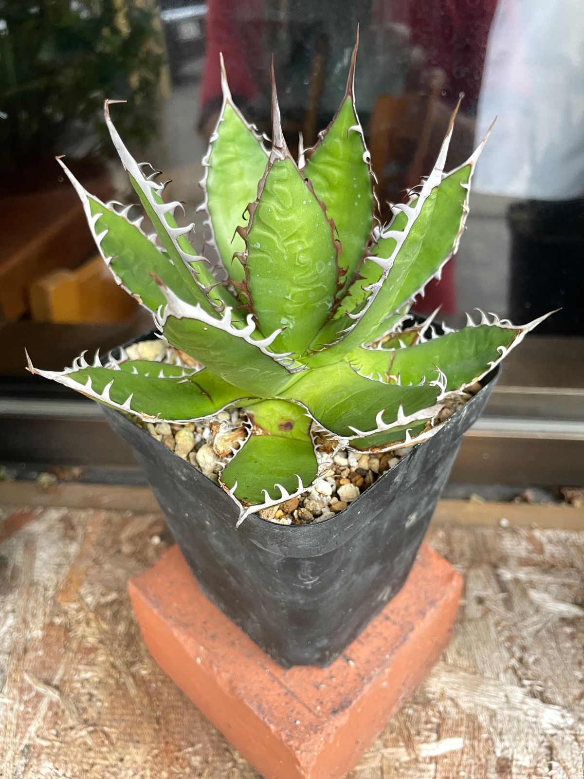 アガベ ホリダ 鉢のまま発送 MOB アガベ ホリダ 白中斑 極上株 発根