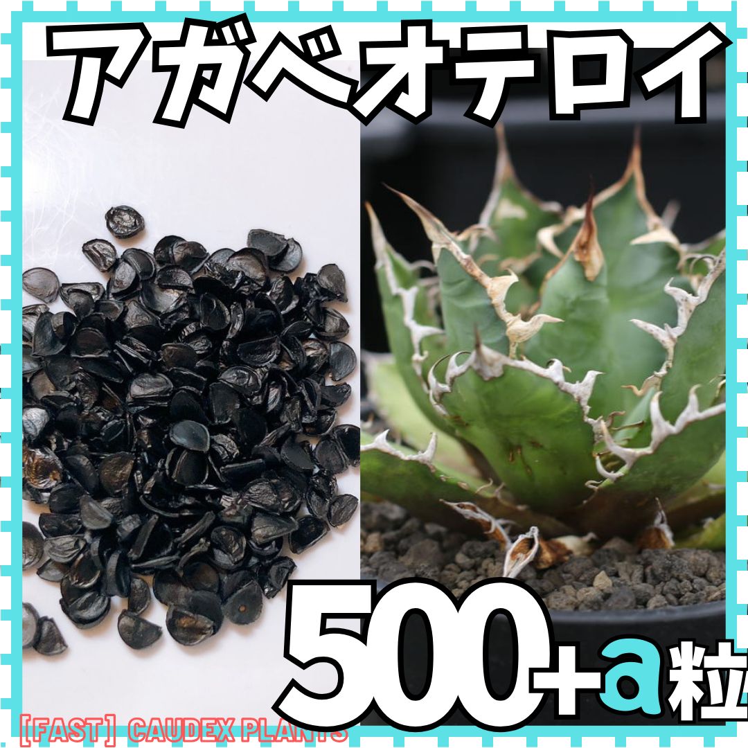 アガベ オテロイ 種子 種 証明書あり 5000粒 チタノタ - 観葉植物