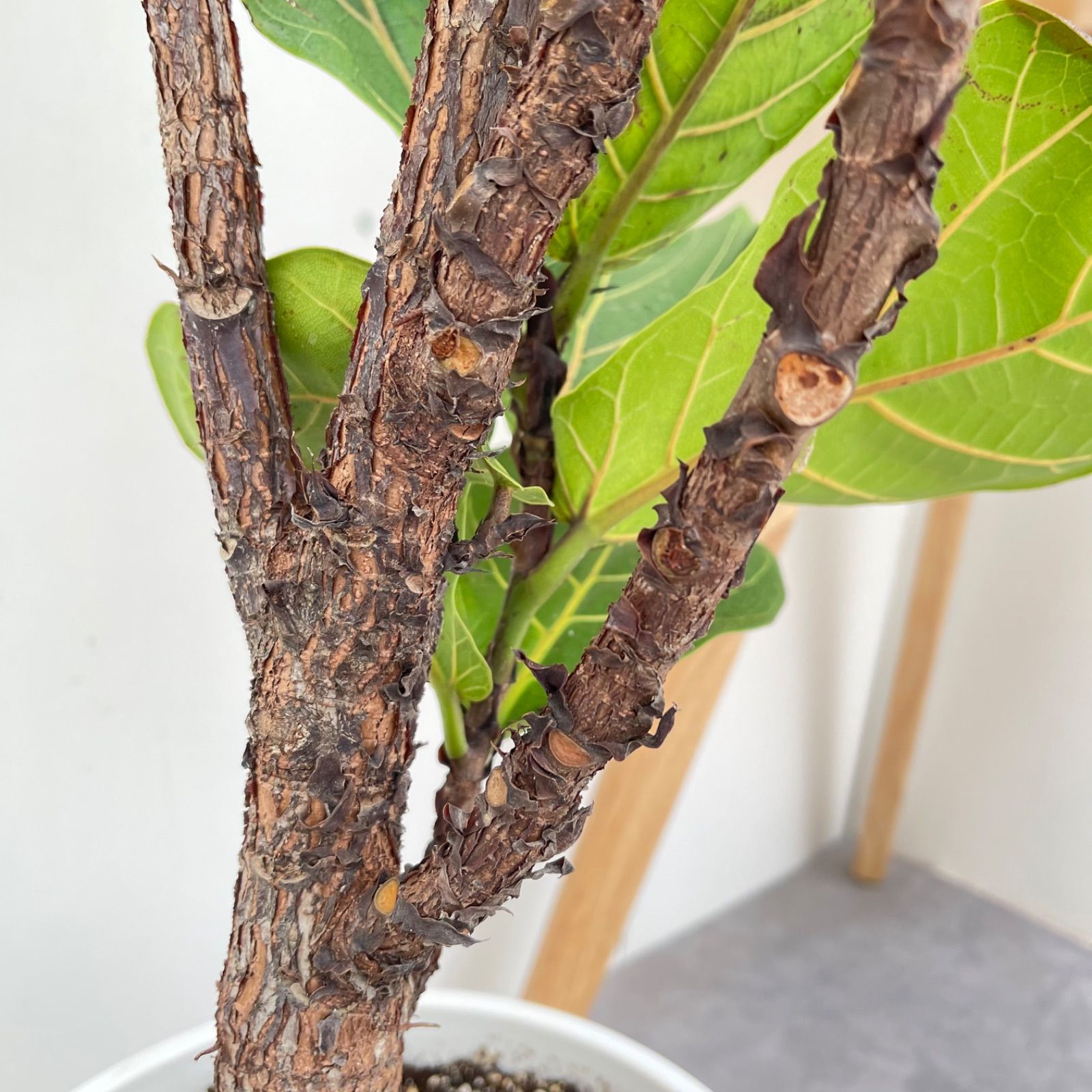 観葉植物