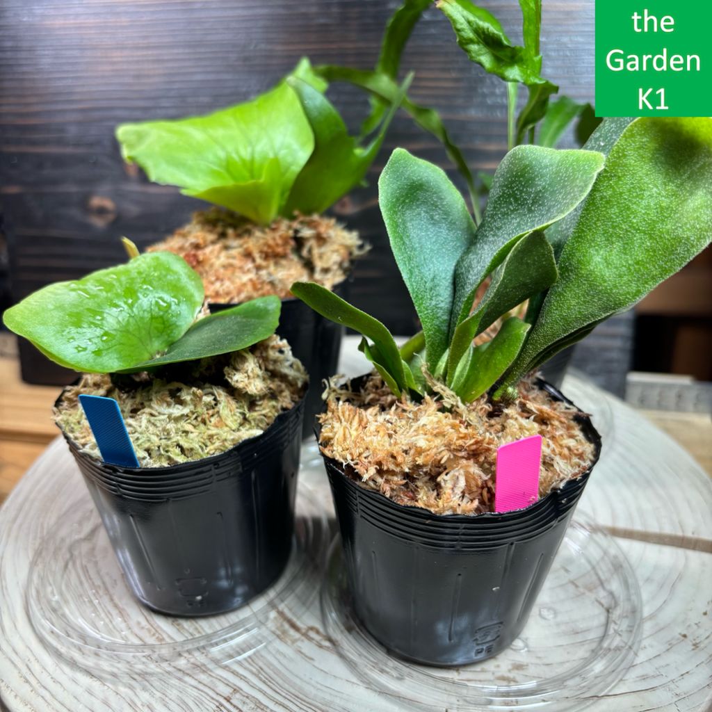 ビカクシダ　3点セット ビカクシダ 3株セット