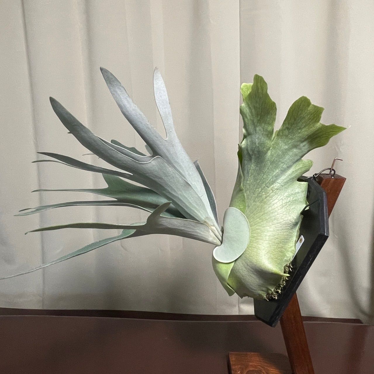 ビカクシダ ペガサス Platycerium “ Pegasus ” 子株