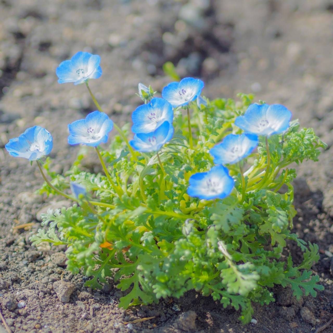 花の種】ネモフィラ☆インシグニスブルー 種子 300粒以上！グランドカバー メルカリ