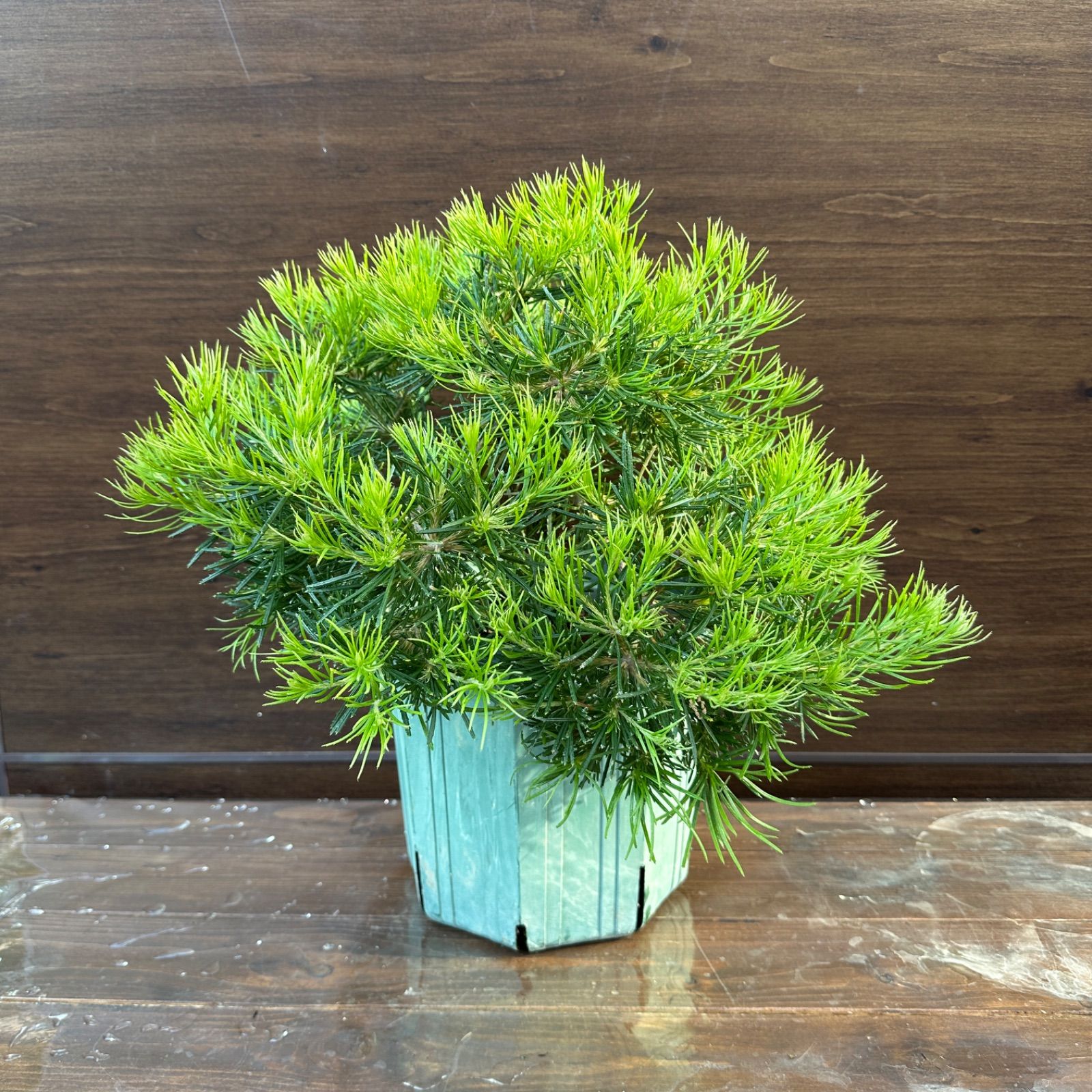 ④ グレビレア ピーチアンドクリーム 8号 大株 オージープランツ 美株