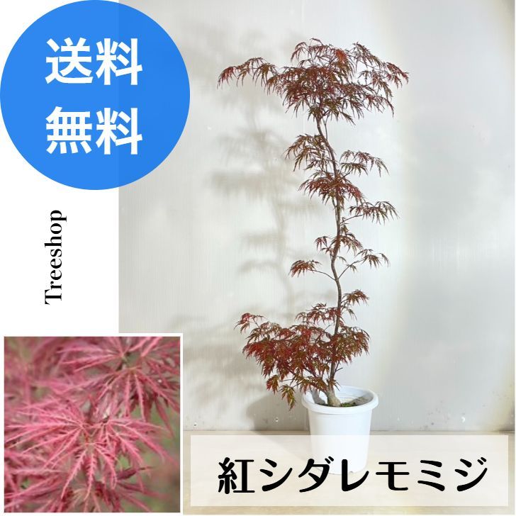 紅枝垂れモミジ シダレモミジ 18cmプラ鉢 高さ0.9ｍ 幅0.4ｍ 苗木 モミジ 枝垂れ 紅葉 紅葉する木 観葉植物 シンボルツリー