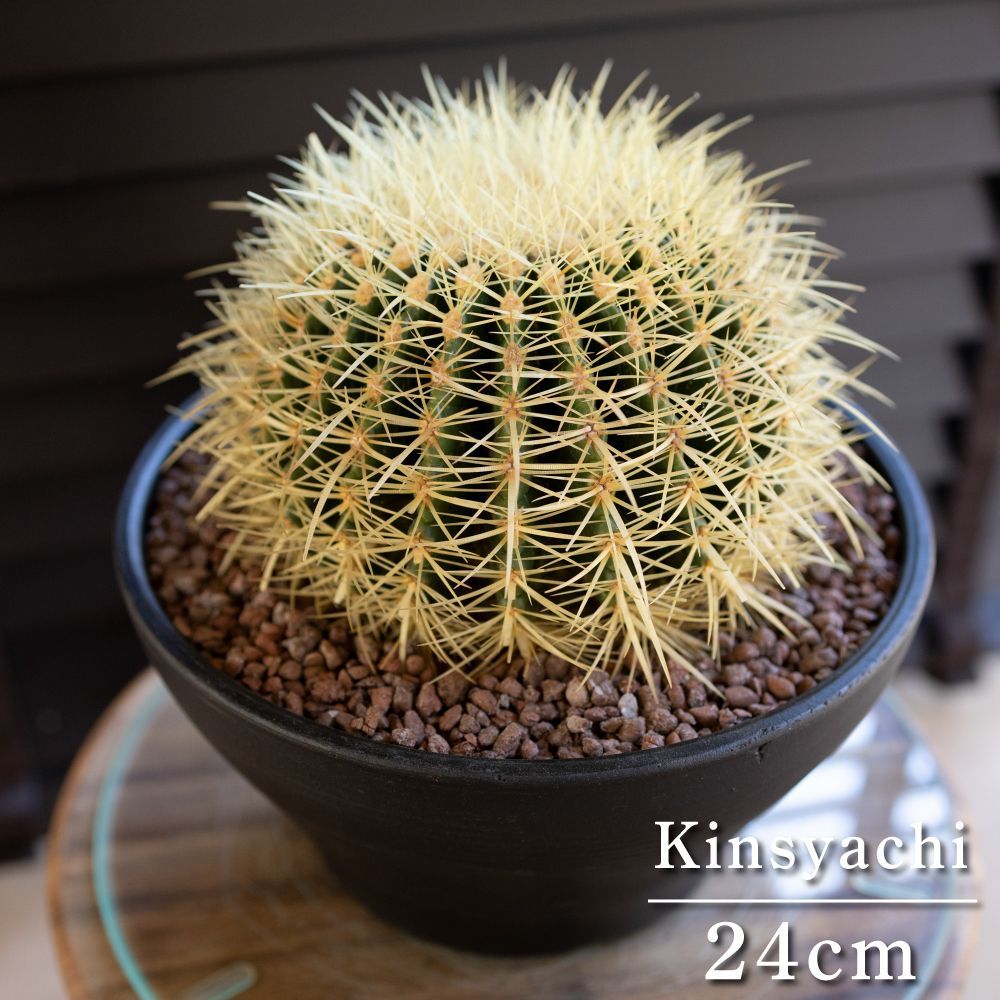 SALE キンシャチ　サボテン　⭐︎金鯱8号 楽天市場】サボテン 金鯱 キンシャチ 8号 ナーセリーポット