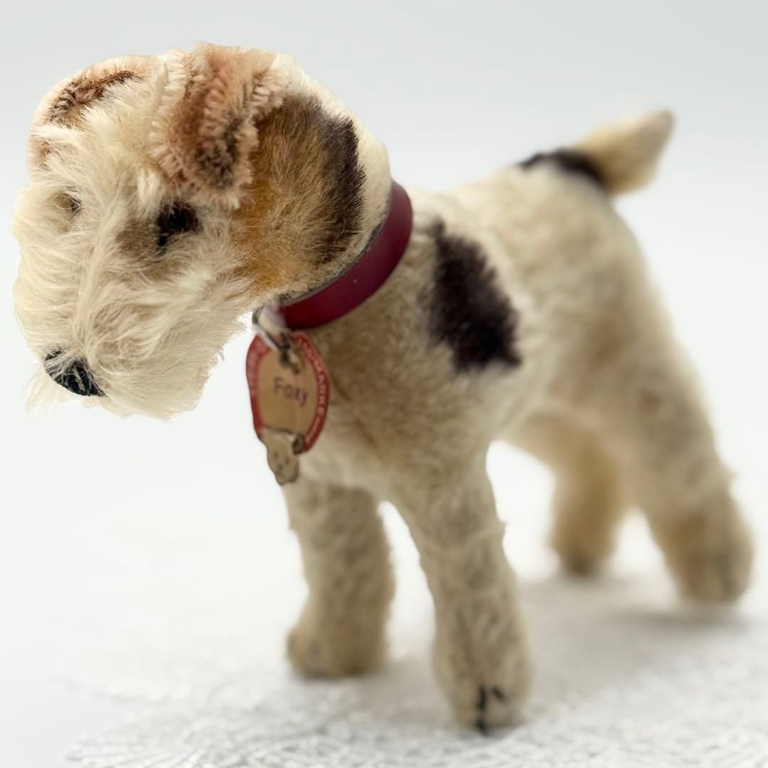 フォックステリアのフォクシー