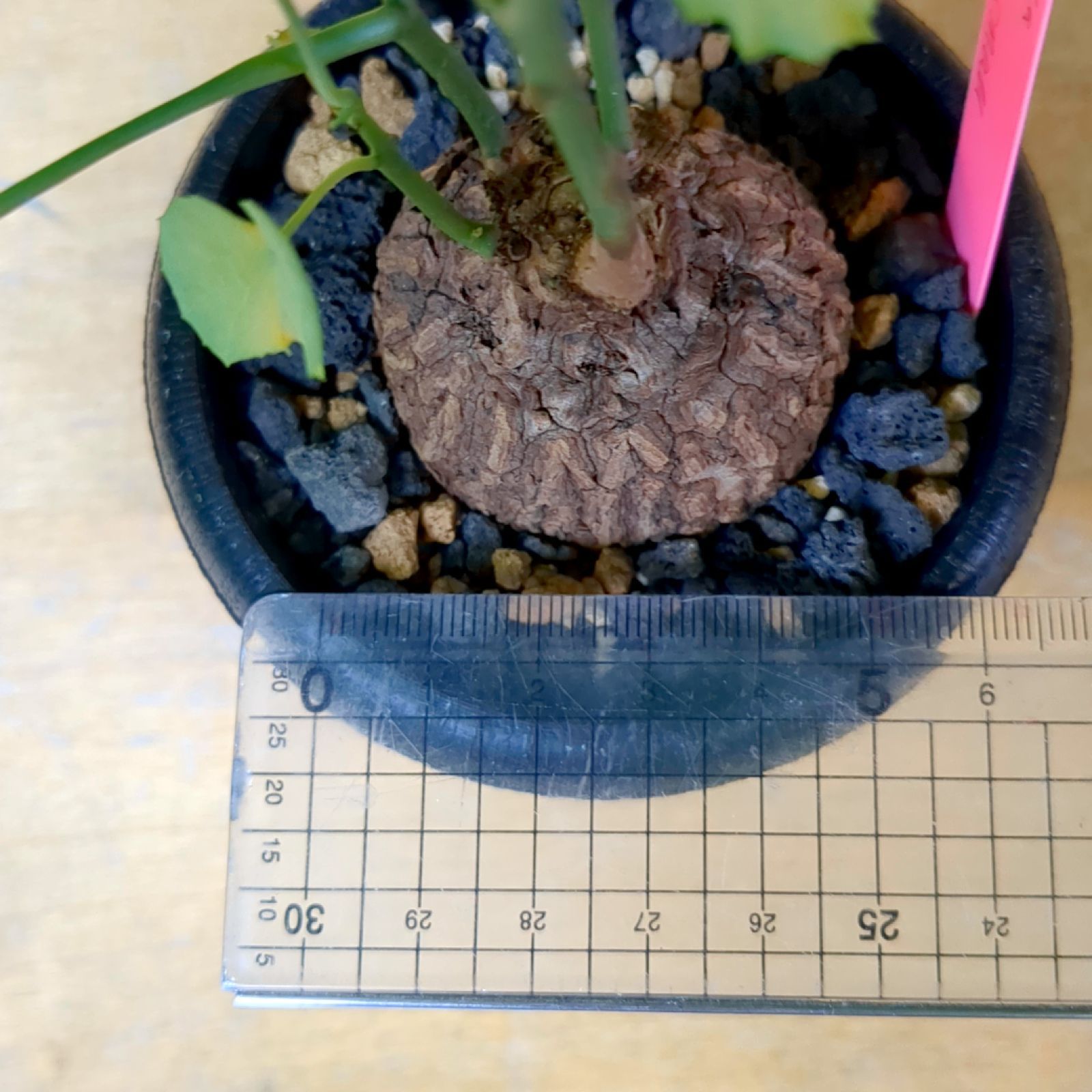 ステファニア スベローサ 【現品】鉢のまま発送 A