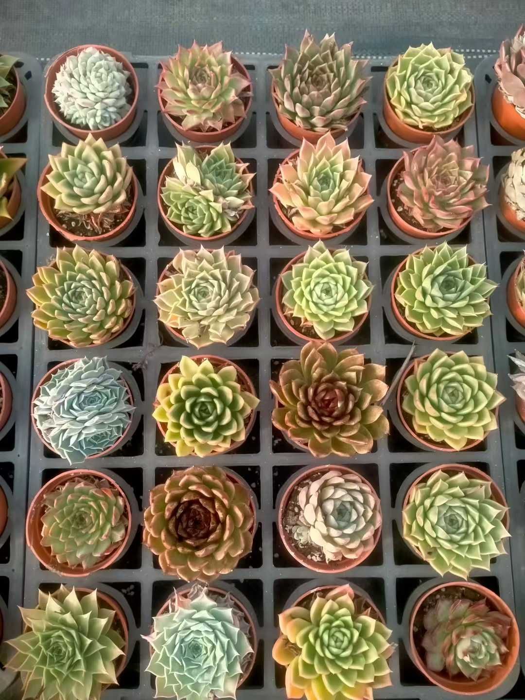 新発売 35株セット 詰め合わせセット 抜き苗 多肉植物 佐川急便発送