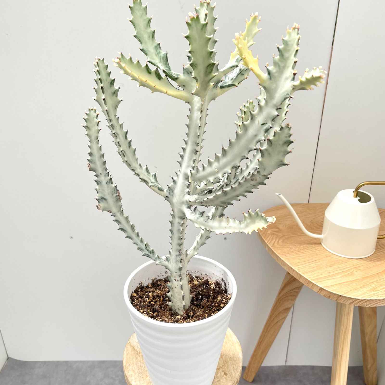 多肉植物　抜き苗　シルエット 抜き苗 シルエット ZM1574×35株 ふっくら 多肉植物 エケベリア